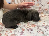 Azul , a male Cane Corso for sale in Indianapolis, IN – 9 of 10