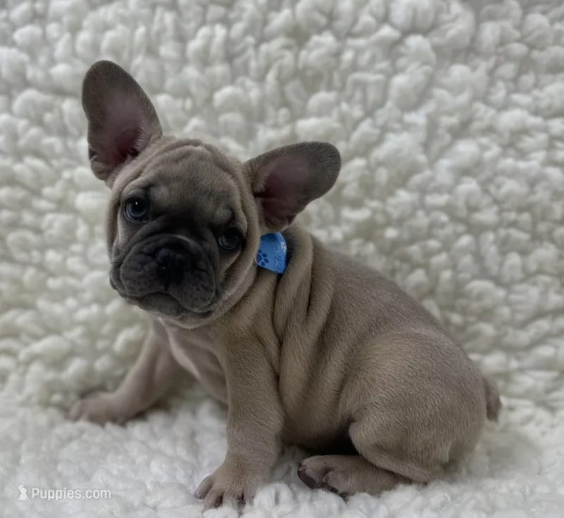 Arlo  – French Bulldog puppy for sale in Mountain Grove, MO