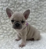 Maggie , a female French Bulldog for sale in Mountain Grove, MO – 4 of 7