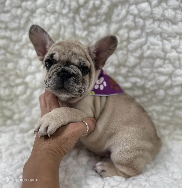 SuzyQ  – French Bulldog puppy for sale in Mountain Grove, MO