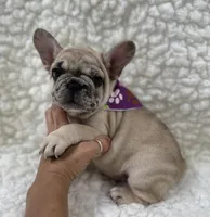 SuzyQ , a female French Bulldog for sale in Mountain Grove, MO – 1 of 5