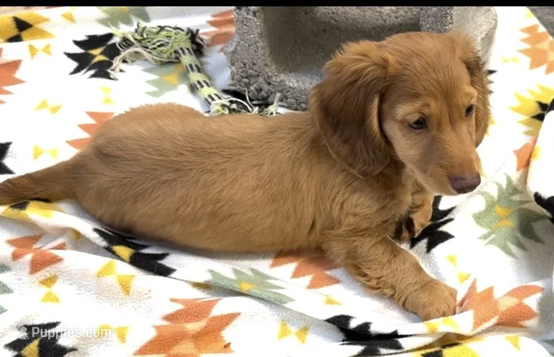 Frannie  – Miniature Dachshund puppy for sale in Mountain Grove, MO