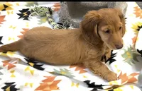 Frannie , a female Miniature Dachshund for sale in Mountain Grove, MO – 2 of 8