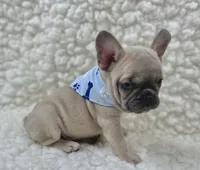 Arlo , a male French Bulldog for sale in Mountain Grove, MO – 2 of 9
