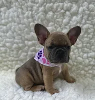 Mabel, a female French Bulldog for sale in Mountain Grove, MO – 4 of 7