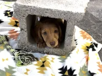 Frannie , a female Miniature Dachshund for sale in Mountain Grove, MO – 4 of 8