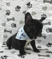 Bingo, a male French Bulldog for sale in Mountain Grove, MO – 3 of 6