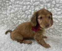 Frannie , a female Miniature Dachshund for sale in Mountain Grove, MO – 7 of 8