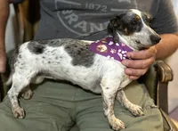 Daisy, a female Miniature Dachshund for sale in Mountain Grove, MO – 3 of 9