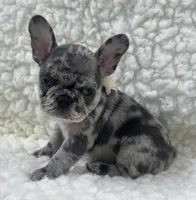 Rowdy, a male French Bulldog for sale in Mountain Grove, MO – 4 of 4