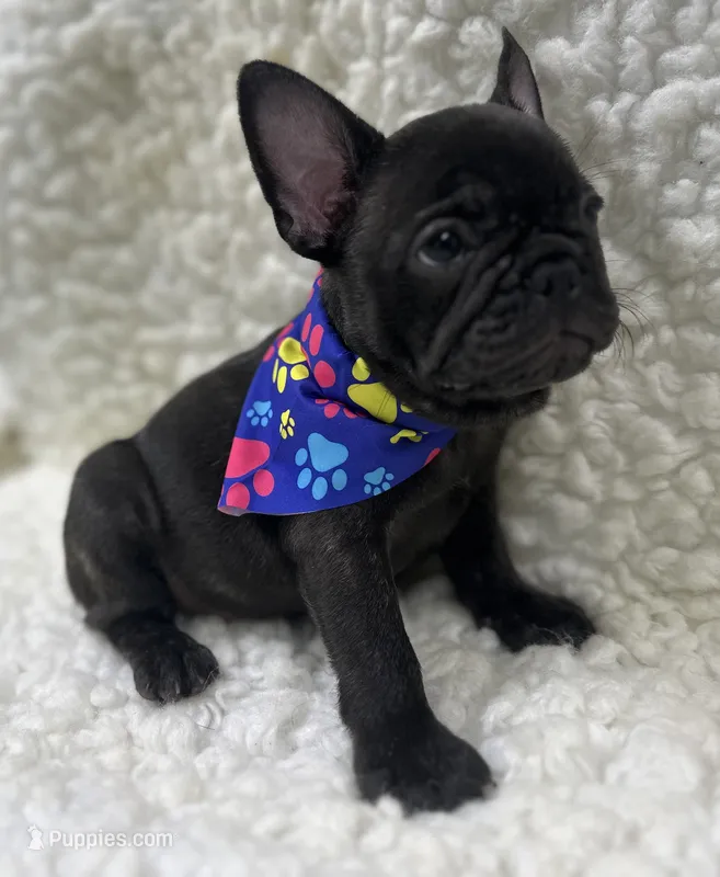 Boone – French Bulldog puppy for sale in Mountain Grove, MO