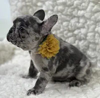 Jake, a male French Bulldog for sale in Mountain Grove, MO – 2 of 3
