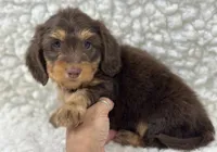 Hershey, a male Miniature Dachshund for sale in Mountain Grove, MO – 1 of 5