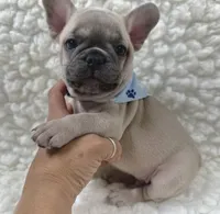 Arlo , a male French Bulldog for sale in Mountain Grove, MO – 9 of 9