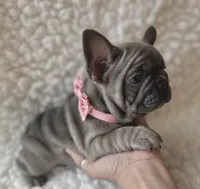 Lacey, a female French Bulldog for sale in Mountain Grove, MO – 4 of 6