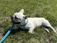 Jolly ollie, a female French Bulldog for sale in Mountain Grove, MO – Photo 6 of 6