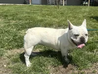 Jolly ollie, a female French Bulldog for sale in Mountain Grove, MO – Photo 2 of 6