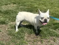 Jolly ollie, a female French Bulldog for sale in Mountain Grove, MO – Photo 4 of 6