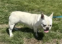 Jolly ollie, a female French Bulldog for sale in Mountain Grove, MO – Photo 3 of 6