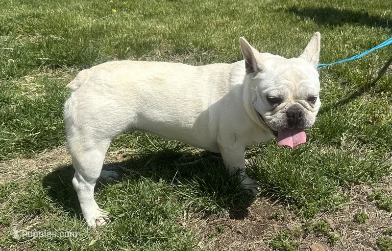 Jolly ollie, a female French Bulldog for sale in Mountain Grove, MO – Photo 1 of 6