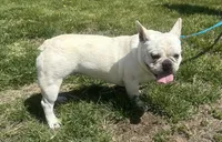 Jolly ollie, a female French Bulldog for sale in Mountain Grove, MO – Photo 1 of 6