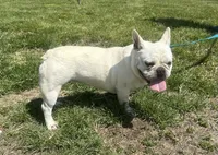 Jolly ollie, a female French Bulldog for sale in Mountain Grove, MO – Photo 5 of 6