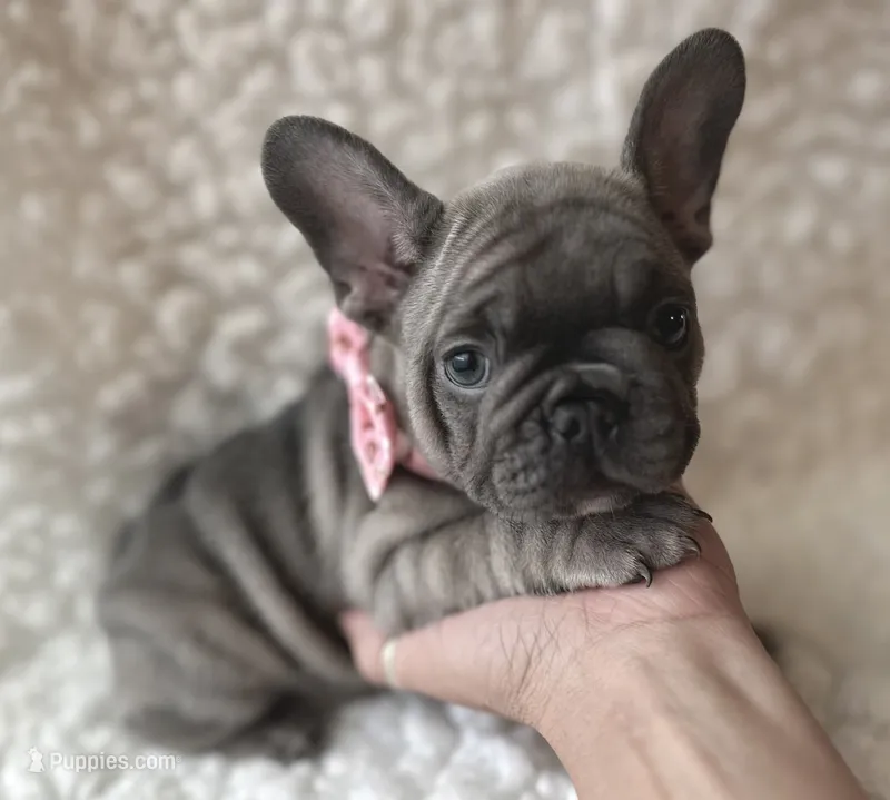 Lacey – French Bulldog puppy for sale in Mountain Grove, MO