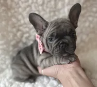 Lacey, a female French Bulldog for sale in Mountain Grove, MO – 1 of 6
