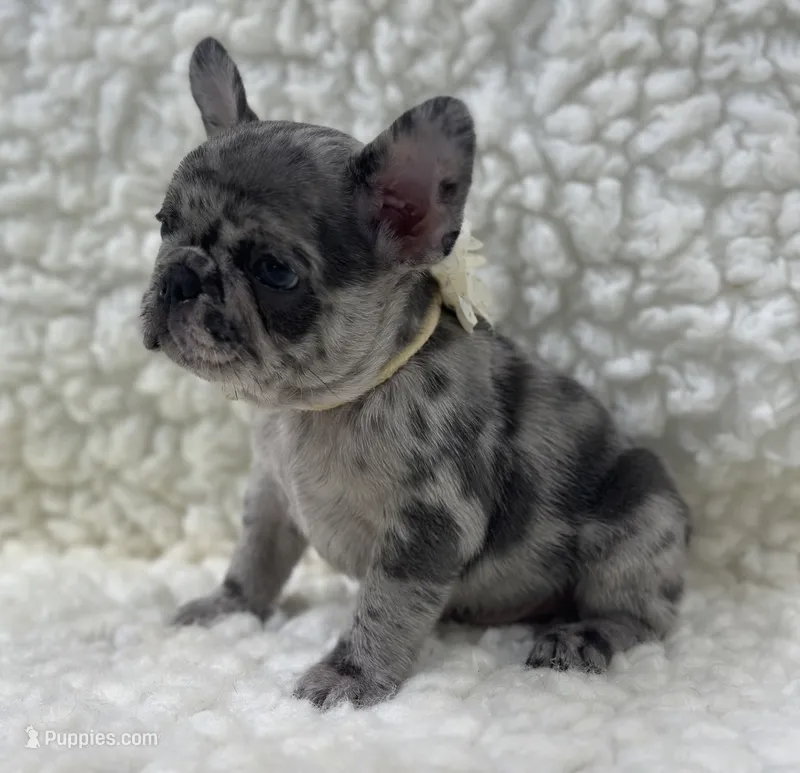 Rowdy – French Bulldog puppy for sale in Mountain Grove, MO