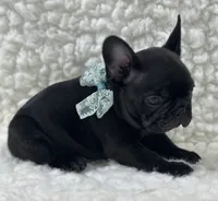Panther, a male French Bulldog for sale in Mountain Grove, MO – 3 of 4
