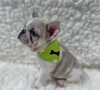Tully, a female French Bulldog for sale in Mountain Grove, MO – 4 of 8