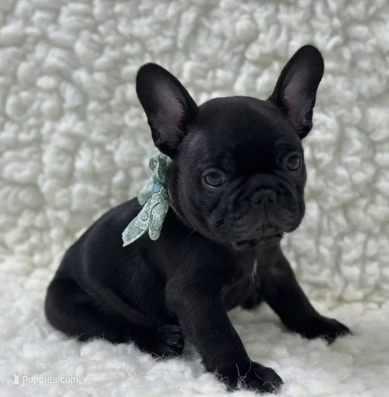Panther – French Bulldog puppy for sale in Mountain Grove, MO