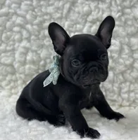 Panther, a male French Bulldog for sale in Mountain Grove, MO – 1 of 4