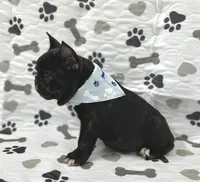 Bingo, a male French Bulldog for sale in Mountain Grove, MO – 5 of 6