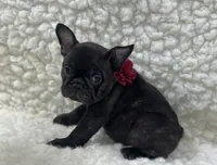 Boone, a male French Bulldog for sale in Mountain Grove, MO – 4 of 4