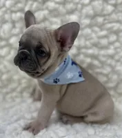 Arlo , a male French Bulldog for sale in Mountain Grove, MO – 3 of 9