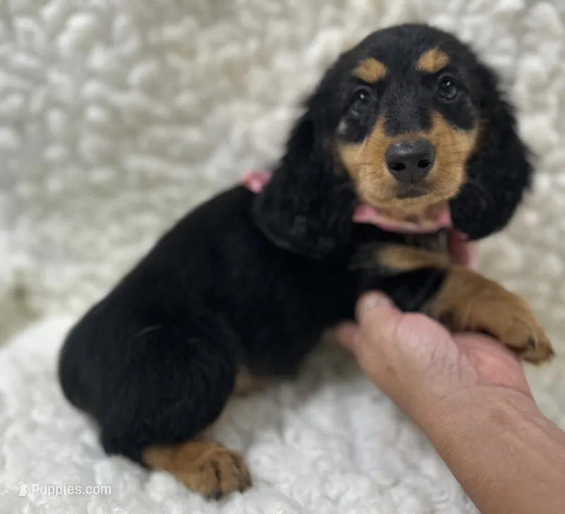 Sadie – Miniature Dachshund puppy for sale in Mountain Grove, MO