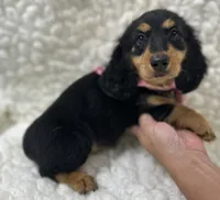 Sadie, a female Miniature Dachshund for sale in Mountain Grove, MO – 1 of 5
