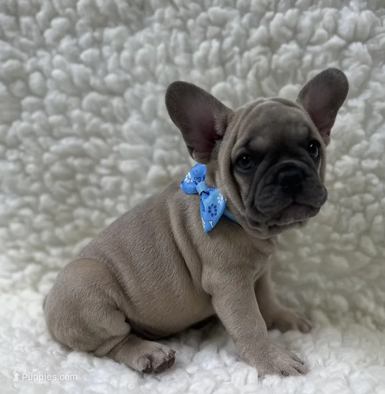 Arlo  – French Bulldog puppy for sale in Mountain Grove, MO