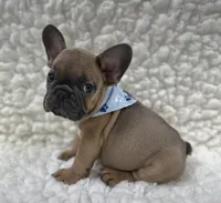 Jack, a male French Bulldog for sale in Mountain Grove, MO – 4 of 5