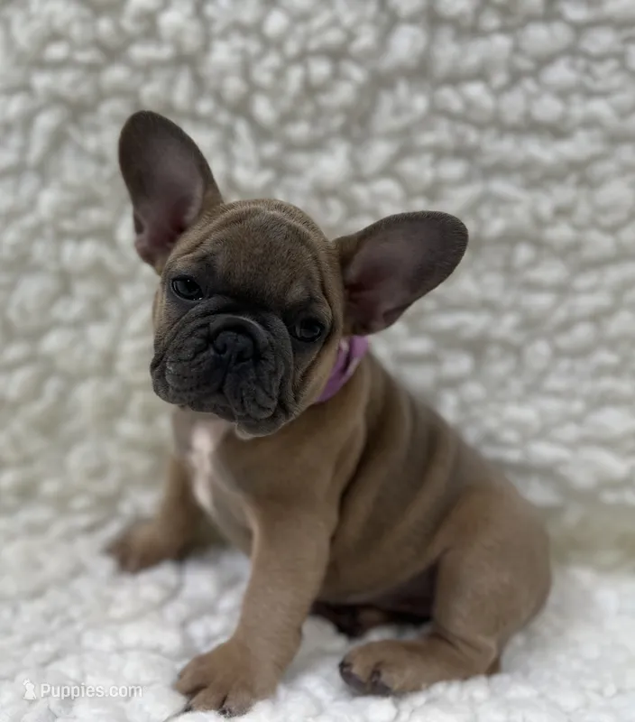 Mabel – French Bulldog puppy for sale in Mountain Grove, MO