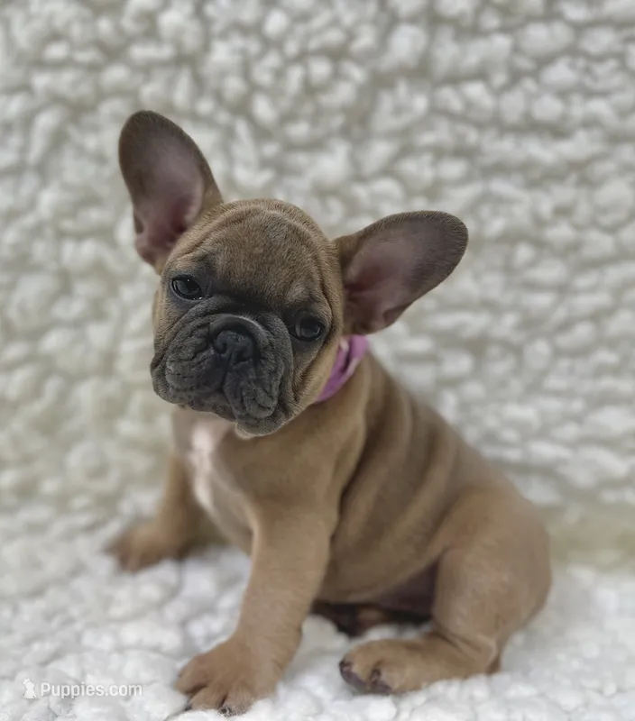 Mabel – French Bulldog puppy for sale in Mountain Grove, MO