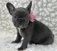 Molly, a female French Bulldog for sale in Mountain Grove, MO – 4 of 6