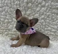 Mabel, a female French Bulldog for sale in Mountain Grove, MO – 7 of 7