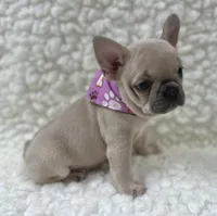 Maggie , a female French Bulldog for sale in Mountain Grove, MO – 2 of 7
