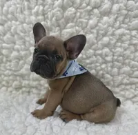 Jack, a male French Bulldog for sale in Mountain Grove, MO – 5 of 5