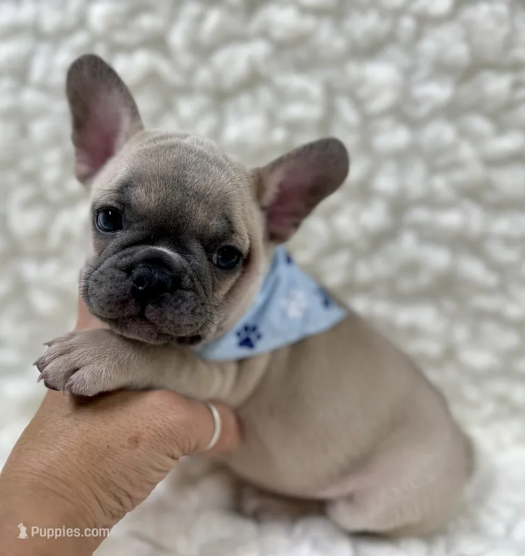 Arlo  – French Bulldog puppy for sale in Mountain Grove, MO