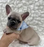 Arlo , a male French Bulldog for sale in Mountain Grove, MO – 1 of 9