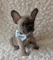 Tanner, a male French Bulldog for sale in Mountain Grove, MO – 3 of 5