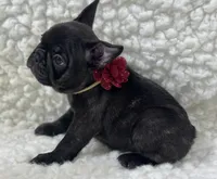 Boone, a male French Bulldog for sale in Mountain Grove, MO – 3 of 4